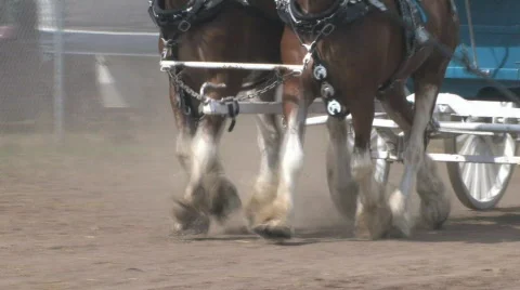 Clydesdale Horses Stock Footage