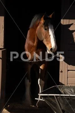 Clydesdale in Stable Stock Photos