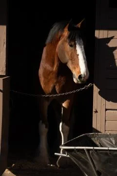 Clydesdale in Stable Stock Photos