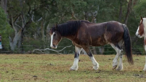 Clydesdale walking in a paddock  Video stock 136355330