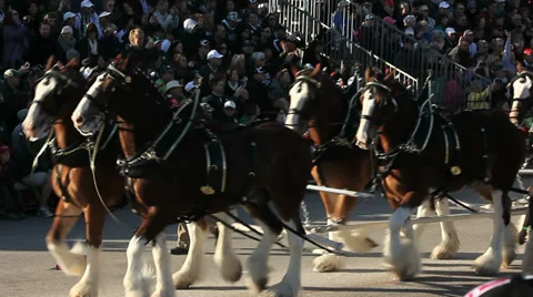 CLYDSDALES MARCH IN A PARADE Stock Footage 33847248