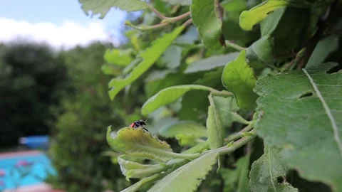 Clytra Laeviuscula (the Ant Bag Beetle) Flying of Willow Leaf Stock Footage 136623145