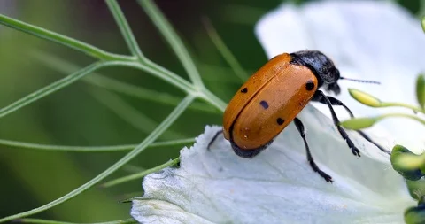 Clytra Laeviuscula On Flower Vídeos de archivo 108319505