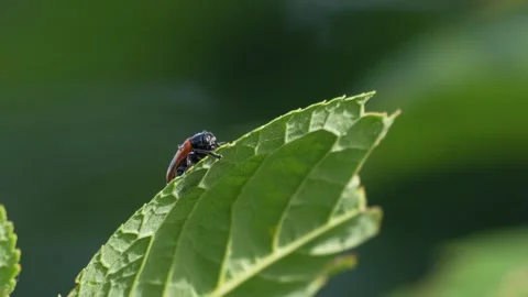 Clytra quadripunctata Beetle on Leaf with Water Droplets - 4K Macro Slow Motion Stock-Footage 336722799
