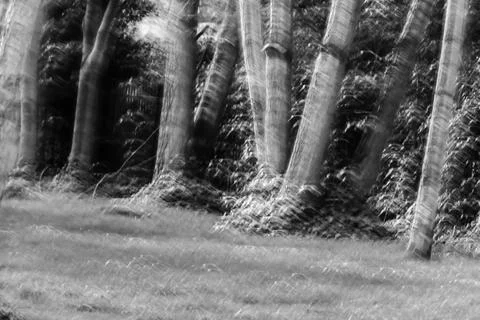 CM , Intentional Camera Movement by the Forest Stock Photos