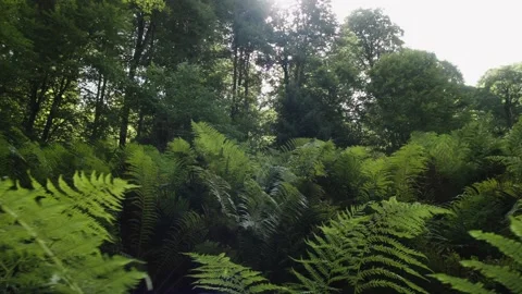 Cmera transition in Canadian Deciduous or Far Eastern forest, birch, aspen. No Stock Footage 208885217