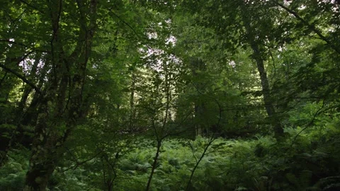 Cmera transition in green forest. Deciduous forest, birch, aspen, fern. No Stock Footage 208884278