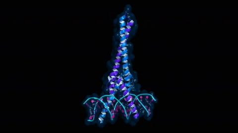 CMyc transcription factor, rotating model of a DNA-bound complex 스톡 동영상 59834103