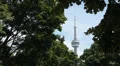 CN Tower framed by tree leaves. Medium shot. HD Footage