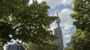 CN Tower Through The Trees Stock Footage 85636548