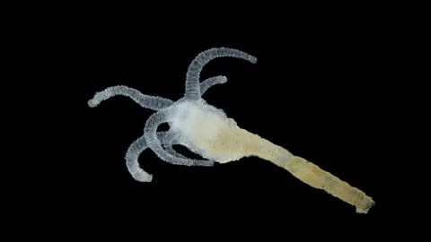 Cnidaria polyp under a microscope. It has tentacles with stinging cells to .. Stock Photos