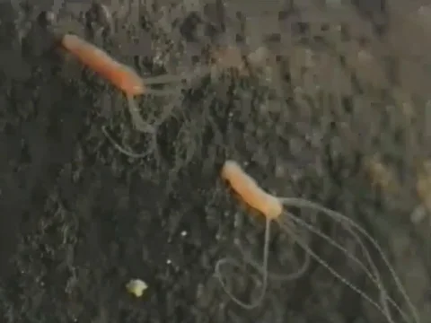 Cnidarians 스톡 동영상 71373965