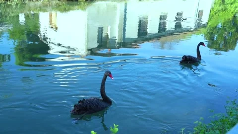 CO0160 Pair of black swans Video stock 249749226