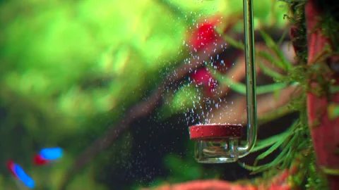 CO2 diffuser in freshwater aquarium Stock Footage 234634207