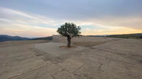 Coa Museum Tree Stock-Fotos
