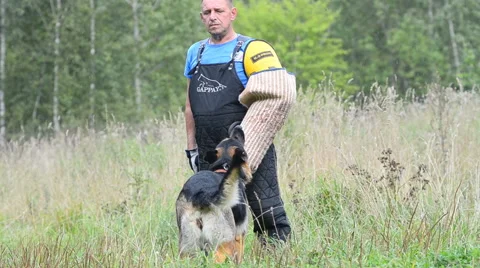 Coach figurant with german shepherd on training Stock Footage 66757066