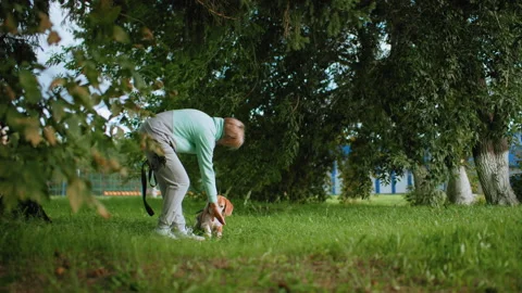Coach training beagle dog to lie down on grassy field during outdoor session Stockbeeldmateriaal 306491302