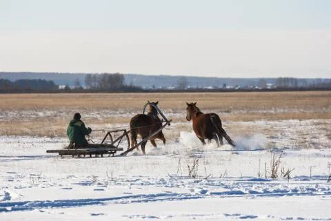 The coachman drives the sleigh horse Stock Photos