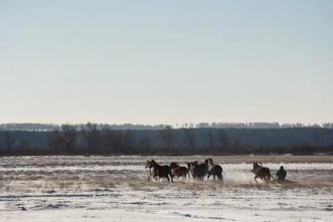 The coachman sleigh driving horses Stock Photos