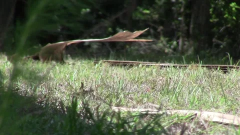 Coachwhip Snake Slither 2 Stock Footage 240014206