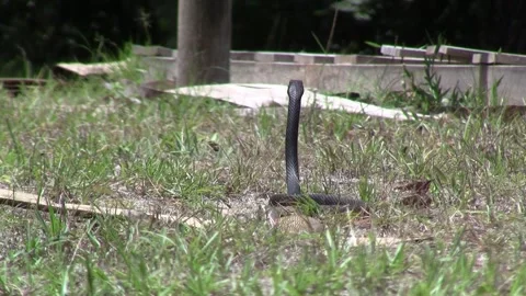 Coachwhip Snake Slither Stock Footage 240013117