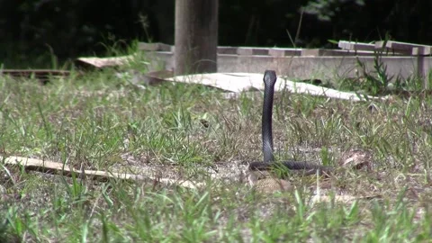 Coachwhip Still From Back Stock Footage 240018297