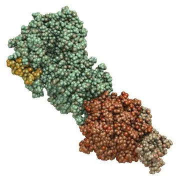 Coagulation factor ixa (fixa), crystal structure. hereditary deficiency cause Stock Illustration