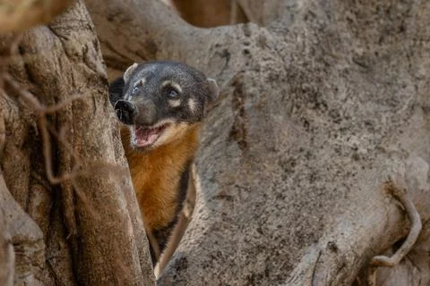 Coaiti perched in the branches of a tree Stock Photos