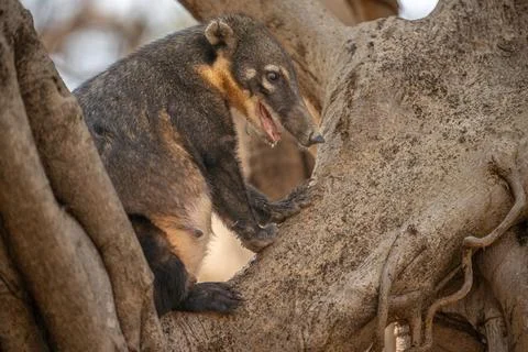 Coaiti perched in the branches of a tree Stock Photos