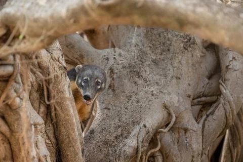 Coaiti perched in the branches of a tree Stock Photos