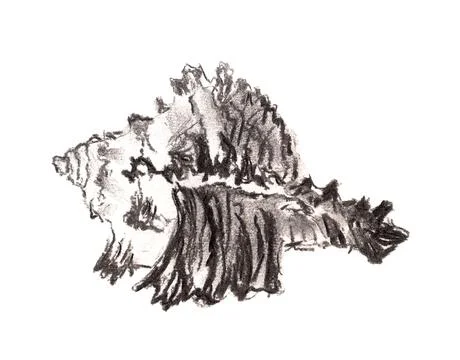 Coal image of shell Stock Illustration