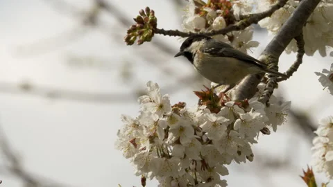 Coal tit 1 Periparus ater two in cherry blossom Stock Footage 148507494