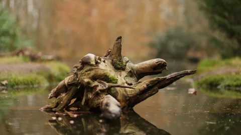 Coal tit and blue tit birds fly from tree stump in calm pond water, slow pan Stock Footage 303574827