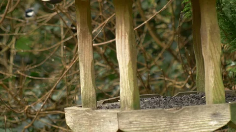 A Coal Tit appears out of the background to feed of the bird table in the Stock Footage 99898839