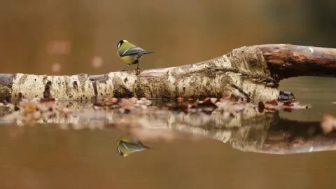 Coal tit bird jumps on tree branch in water and flies away, slomo pan Stock Footage 303574927
