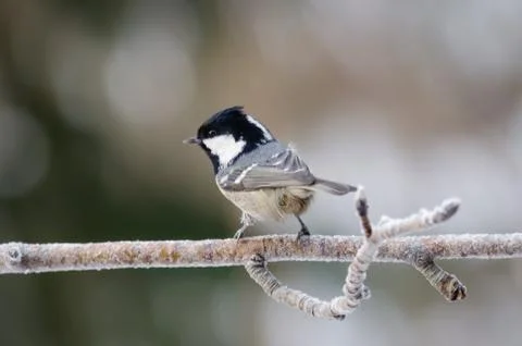 Coal tit bird sitting in the tree a cold winter day Stock Photos