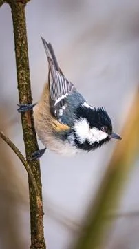 Coal tit clinging upside down to branch soft winter bokeh Stock Photos