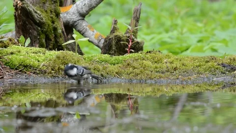 Coal tit, coal titmouse Stock Footage 76356885