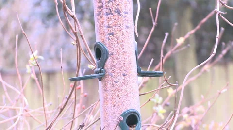 Coal Tit on feeder Vídeo Stock 1181447