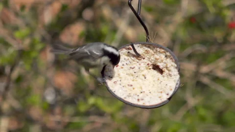 Coal tit feeds on suet in half a coconut in English garden Stock Footage 146799387
