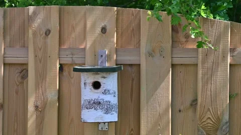 Coal tit flying in nest - Small bird flying in nest Stock Footage 267038046
