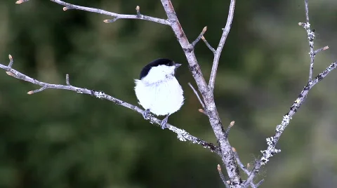 Coal tit Stock Footage 679795
