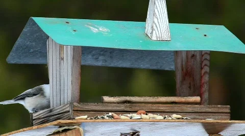 Coal tit Stock Footage 679840
