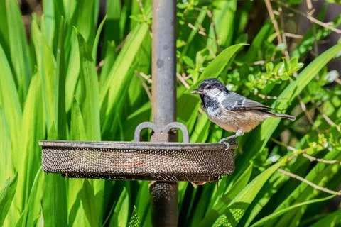 Coal Tit holding seed while perched on backyard bird feeder 写真素材