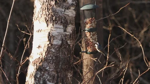 Coal Tit at Nut Feeder in a Forest, Wildlife Serenity 스톡 동영상 263451921