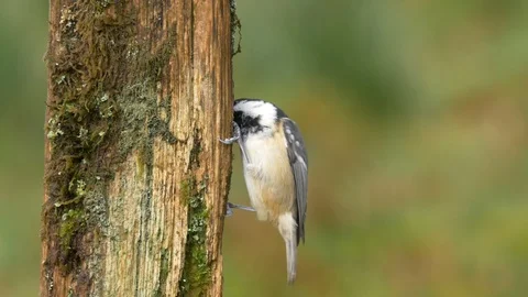 Coal tit Parus ater looking for food in fencepost Stock-Footage 87046859