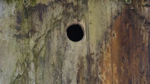 Coal tit Parus ater pair feeding nestlings in nest box Stock Footage 82665636
