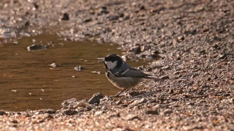 Coal tit (Periparus ater) bird drinking from a puddle 動画素材 337182352