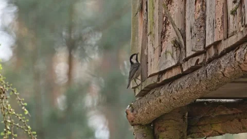 Coal tit (Periparus ater) bird trying to get fibers from a shed Stock Footage 343930779