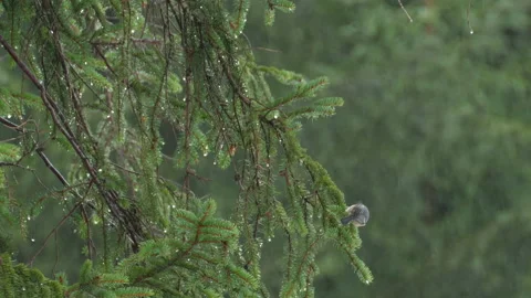 Coal tit (periparus ater) on a common spruce during rain Stock Footage 167581902